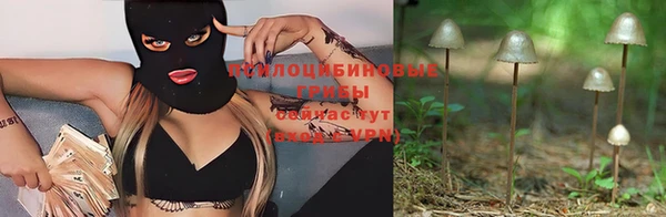 прущие грибы Белокуриха