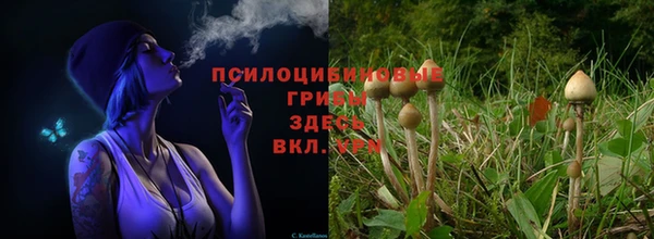 прущие грибы Белокуриха
